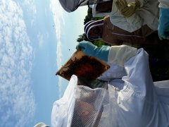 gennemgang af bier i skolebigården